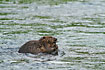 Beaver in river Rottnan.