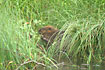 Beaver in river Rottnan.