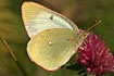 Moorland clouded yellow on red clover.