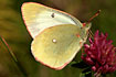 Moorland clouded yellow on red clover.