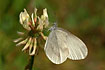 Redting Wood white on clover.