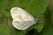 Photo ofWood white (Leptidea sinapis). Photographer: 