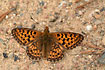 Pearl-bordered fritillary warming up in the sun on a gravel road.
