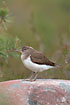 Common sandpiper on large rock.