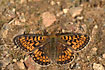 Pearl-bordered fritillary warmin up in the sun on a gravel road.
