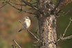 Photo ofGreat Grey Shrike (Lanius excubitor). Photographer: 