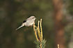 Photo ofGreat Grey Shrike (Lanius excubitor). Photographer: 