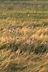 Cornflowers in field.
