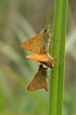Large skipper during mating.
