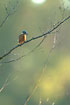Kingfisher on branch.