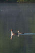 Photo ofGreat Crested Grebe (Podiceps cristatus). Photographer: 