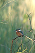 Kingfisher in the first sunrays of the day.
