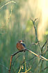 Kingfisher in the first sunrays of the day.
