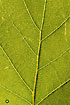 Back-lit oak leaf.