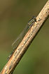 Foto af Stor Farvevandnymfe (Ischnura elegans). Fotograf: 