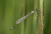 Resting blue-tailed damselfly