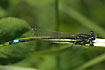 Blue-tailed damselfly seen from above.