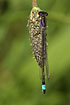 Resting blue-tailed damselfly.