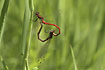 Large red damselfly in mating wheel.