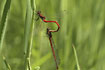 Photo ofLarge Red Damselfly (Pyrrhosoma nymphula). Photographer: 