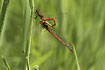 Large red damselfly during mating.