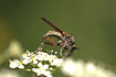 Photo of (Empididae indet.). Photographer: 