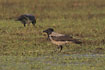 Hooded Crow in the evening sun