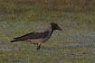 Hooded Crow in the evening light