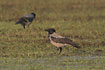 Hooded Crows in the evening sun