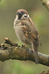 Tree sparrow on a branch