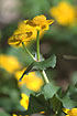 Flowering Marsh-marigold
