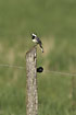 White Wagtail resting on fence pole