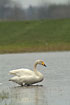 Whopper Swan