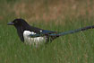 Photo ofEuropean Magpie (Pica Pica). Photographer: 