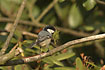 Coal tit with nesting material