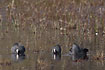 Common Coots fighting over teritory