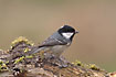 Coal tit displaying the characteristic white spot on the back of the head