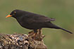 Common Blackbird male profile image