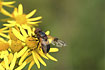 The hoverfly Volucella pellucens