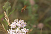 Marmalade Hoverfly in flight