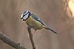 Photo ofBlue Tit (Parus caeruleus). Photographer: 