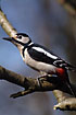Great spottet woodpecker