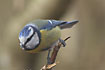 Photo ofBlue Tit (Parus caeruleus). Photographer: 