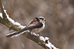 Freezing Long-tailed Tit in the snow. Race: <em>europaeus</em>