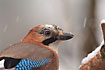 Eurasian Jay closeup
