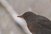 Blackbird closeup