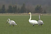 Whopper Swans