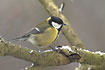Great Tit on snow-covered branch