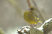 Greenfinch on snow-covered branch
