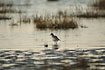 Grey Plover in the evening sun